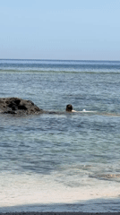 A morning at Lý Sơn Island's rocky coast and clear waters