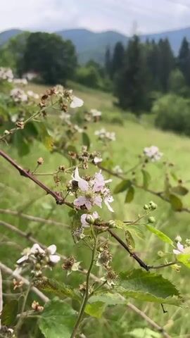 The video shows a close-up of blackberry branches with white and pink flowers in the foreground. In the background, there is a lush green meadow leading up to a line of trees and mountains under a cloudy sky. A thin power line is visible against the sky. A bee is seen flying near the flowers.