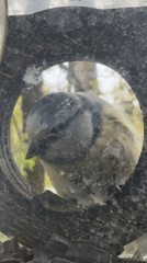 Bird feeder spotted in wooded Moscow area