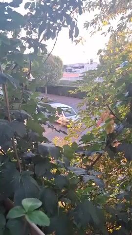 The video begins with a shot of a street as seen through leaves. A light-colored car drives down the street. The sun is setting, casting a warm glow on the scene. In the background, there are houses and trees.