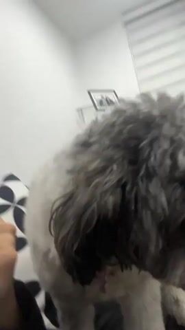 A woman is reclining on a black leather couch next to a gray-and-white dog. She's wearing a brown jacket, black leggings, and a gold necklace, and is drinking from a large white Hydro Flask mug with a straw.  The background includes a black-and-white patterned pillow, part of another black couch, and glimpses of a tiled floor. She looks at the camera as she takes a sip from her drink.  The camera angle is slightly tilted.