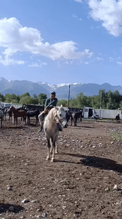 Horses and livestock at a rural Kyrgyz market day