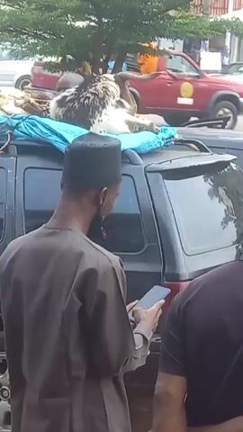The video shows a dark SUV with a goat tied to the roof rack. Three men stand near the back of the SUV, one of whom is wearing a brown robe and a black cap while holding a smartphone. Two men are on motorbikes beside the SUV. A man in a yellow shirt with the text "RTEAN Kaduna State" points up at the goat. The setting is a city street in Nigeria.