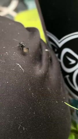 The video captures a close-up view of dark fabric, possibly clothing, with small white specks, likely lint or dust, scattered across its surface. A black cylindrical object with a white cartoonish drawing of a pig's face is partially visible on the right side of the frame. Green foliage is present in the lower right corner. The footage is shaky and appears to be handheld. The audio contains spoken Russian, but the content is not relevant to the visual description.
