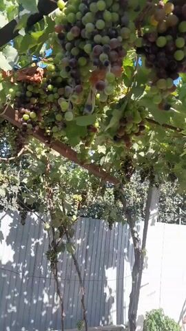 This is a close-up video of a grape vine heavily laden with clusters of ripening grapes. The grapes vary in color, with some being a pale green, others a deep purple, and some a reddish-brown. Many clusters are a mix of these colors, suggesting they are at different stages of ripening. The vine is supported by a wooden beam and other structures, with lush green leaves providing a backdrop.

In the lower part of the frame, a white corrugated metal fence is visible, casting shadows from the vine and leaves. To the right of the fence, a portion of a white building with a window is seen. A small, red stepladder with a red cushion on one of its steps is placed against the building. The overall impression is that of a backyard or garden setting, likely in a rural or suburban area.

The sunlight filtering through the leaves and illuminating the grapes suggests it is a bright, sunny day, likely daytime. There are no people visible in the video. The focus is entirely on the grape harvest. The scene is tranquil and natural, evoking a sense of abundance and the bounty of nature. The location context of Mekhrabad (Proletarsk), Tajikistan, suggests a warm climate suitable for grape cultivation. No text is visible in the video.
