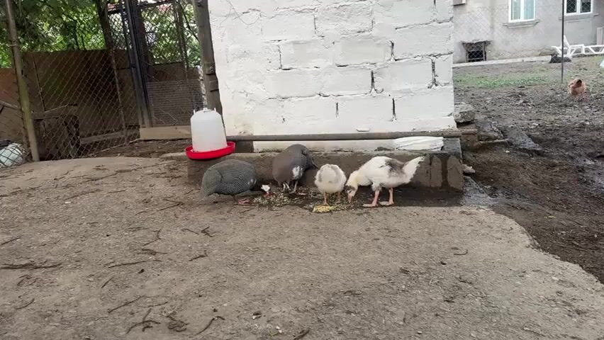 The video shows four birds gathered around a pile of feed on a dirt and concrete surface. To the left is a guinea fowl with a distinctive black and white spotted pattern. Next to it is another guinea fowl, this one a solid grey color. Two younger birds, likely chicks or ducklings, are also present. One is a fluffy grey and white ball of fluff, while the other is mostly white with some grey markings on its wings and tail. All four birds are actively pecking at the scattered feed.

In the background, a white-painted brick structure forms a prominent backdrop. A red and white water dispenser for poultry is visible to the left of the birds, near a wire fence. Further back, glimpses of greenery and a larger building with windows can be seen. The ground appears somewhat muddy in places, suggesting it might have rained recently or the area is prone to wetness. The lighting suggests it is daytime, likely morning or afternoon, with no harsh shadows indicating direct midday sun. The overall scene depicts a typical rural or farmyard setting, possibly in Zugdidi, Georgia, where these birds are being fed. No text is visible in the video.