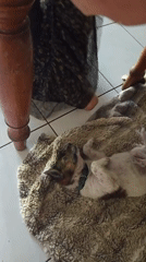 Family morning with child, puppy interactions in North Kuta
