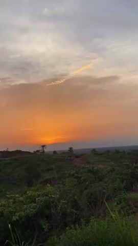 The video captures a sunset over a rural landscape. The sky transitions from a pale yellow at the top to a bright orange near the horizon. A few wispy clouds are scattered across the sky. Below the horizon, a layer of haze obscures the distant view. In the foreground, a lush green hillside is covered in vegetation. Two palm trees are silhouetted against the sunset. A vehicle, possibly a truck or bus, is visible on a dirt road winding across the hill. The camera is static, providing a wide shot of the scene.