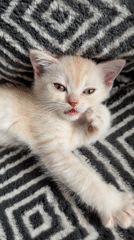 Pale orange kitten lounging on a patterned blanket in Fort Erie