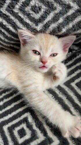 Pale orange kitten lounging on a patterned blanket in Fort Erie