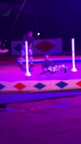 Under purple stage lights, three performers stand on a circus stage in patterned pants and black tops. One man lies on his back trying to limbo under a low bar between two illuminated poles. The other two performers stand nearby watching. Someone’s head briefly blocks the view.