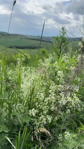 A medium shot focuses on a patch of wild flowers and tall grass in the foreground. The flowers are small and white with delicate petals. Beyond the vegetation, a rolling green landscape is visible under a cloudy sky. The terrain appears to be agricultural, with fields stretching into the distance. The scene is tranquil and natural.