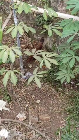 A chicken and its chicks are foraging in the dirt near a stone wall and some leafy plants.