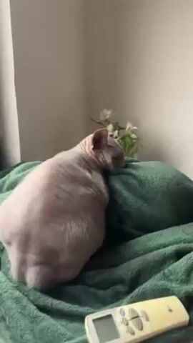 The video shows a hairless cat resting on a green pillow covered with a green blanket. The cat's skin is wrinkled and gray, with large ears.  A remote control lies nearby on the blanket.  In the background, there is a window with white curtains, a wall, and a small floral arrangement. The camera zooms in slightly on the cat.