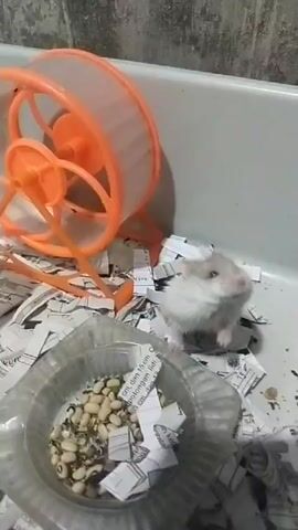 A small, fluffy hamster with white and gray fur is foraging in a clear plastic bowl filled with food, likely seeds and beans. The hamster is situated in a habitat made of shredded paper, with an orange hamster wheel visible in the background. A person's hand enters the frame briefly from the right, near the food bowl, before withdrawing. The environment appears to be indoors, with a textured wall visible in the upper background.