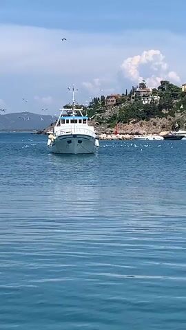 This is a vertical, full-shot video of a white fishing boat in calm blue water, with a picturesque coastal town in the background. The boat is centered in the frame, facing the viewer, and appears to be at anchor or moving slowly. A flock of seagulls circles the boat and flies around the bay.

The setting is a Mediterranean coastal town, likely Porto Santo Stefano, Italy, as indicated by the hilly landscape dotted with houses and lush green vegetation. The architecture suggests a Mediterranean style. The water is a clear, deep blue, with gentle ripples on the surface. The sky is a bright blue with scattered fluffy white clouds. A red buoy is visible near the shore. The overall scene evokes a sense of tranquility and a typical summer day by the sea. The time of day appears to be daytime, likely mid-morning or early afternoon, given the bright sunlight. There is no visible text in the video.