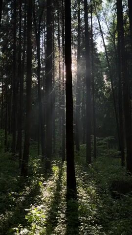 The video shows a dense forest with tall, dark trees. Sunlight filters through the canopy, creating beams of light and shadows on the ground. The undergrowth is lush and green. The camera tilts upwards, emphasizing the height of the trees and the depth of the forest.