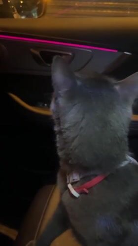 Cat riding shotgun through Sochi on a summer night