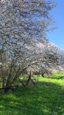 The video shows a verdant meadow dotted with flowering trees against a clear blue sky. The trees are in full bloom with small, white flowers, their branches reaching out over the green grass. A small path leads between the trees, creating a tunnel-like effect. The lighting is bright and sunny. The scene evokes a sense of tranquility and spring.