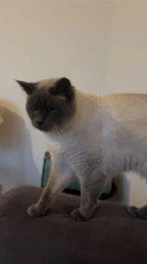 Siamese cat enjoys petting session at Antwerp home