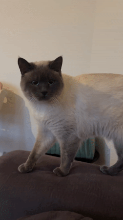 Siamese cat enjoys petting session at Antwerp home