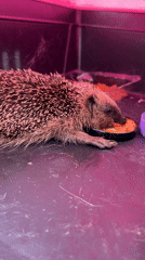 Hedgehog feeding, forest riders, wood carving documented in afternoon