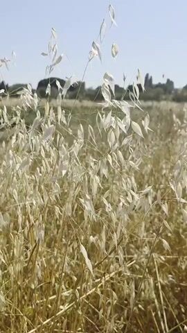 The video displays a field of ripe oats swaying gently in the breeze under a clear blue sky. The oats are golden brown, indicating they are ready for harvest. In the distance, a line of trees and buildings can be seen, suggesting a rural or semi-rural setting. The camera slowly pans across the field, capturing the movement of the oats and the vastness of the landscape. The overall impression is one of natural beauty and tranquility.
