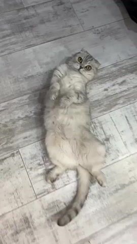 A cat is lying on its back on a wooden floor. Its eyes are partially closed and its head is tilted. Its paws are curled up on its chest. The cat slowly moves its head from side to side.