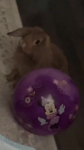 A brown rabbit sits in front of a purple ball. The ball has Minnie Mouse on it. The rabbit is looking down.