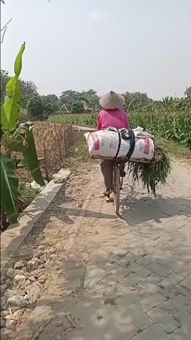 A person wearing a conical hat and a pink shirt rides a bicycle down a brick path. The bicycle is laden with two large bags and a bundle of green foliage. To the left of the path, there is a dry cornfield, and beyond that, trees and a few houses are visible. The sky is clear and bright, suggesting a sunny day.