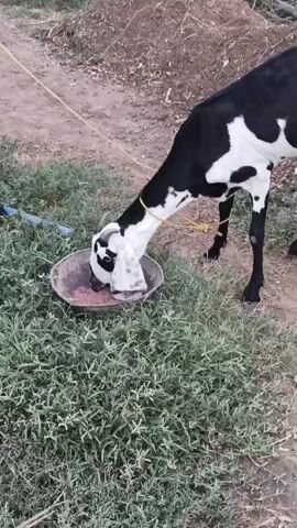 A black and white goat is shown from the side eating from a shallow, circular bowl. The goat is tethered by a yellow rope. The bowl contains small, reddish-brown pieces of food. The goat's head is lowered into the bowl, and its mouth is engaged with the food. The background consists of dry soil and some green grass.