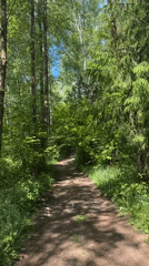 Morning forest walk and campfire documented in rural Belarus