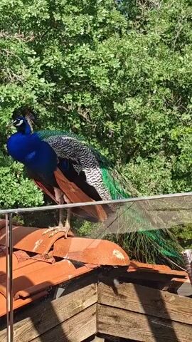The video shows a peacock perched on a weathered terracotta tile roof with a green tree visible in the background. The peacock has vibrant blue neck feathers and a long train of green, brown, and black feathers. A glass railing is visible in the foreground, partially obscuring the view. The peacock remains still throughout the video, only occasionally shifting its weight or adjusting its head.