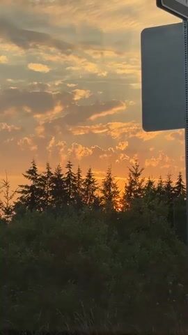 A video shows a sunset over a line of pine trees. The sun is partially obscured by the trees, casting a warm orange glow through the clouds. The sky is filled with a mix of orange and yellow clouds, with rays of light visible. In the foreground, there is lush green foliage. A tall, grey signpost is partially visible on the right side of the frame.
