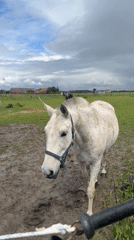 Horses graze in muddy field in Estaimpuis, Belgium