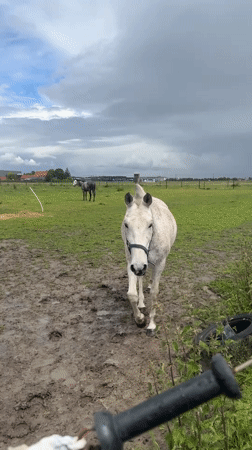 Horses graze in muddy field in Estaimpuis, Belgium