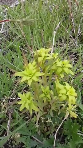 The video shows a cluster of light green plants with pointed leaves growing among grass and dry twigs. The plants have multiple stems, each topped with a rosette-like formation of leaves. The environment is natural, suggesting an outdoor setting. The camera remains relatively still, focusing on the plants.