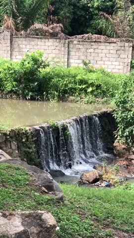 The video shows a small waterfall in a natural setting. The water flows over a low, man-made dam or barrier into a lower pool. The water appears slightly murky or brownish. Lush green vegetation surrounds the waterfall, including various types of plants, grass, and some trees. In the background, there is a gray brick wall, possibly a property boundary. There is no observable presence of people or animals.
