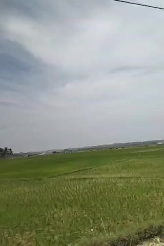 A time-lapse video shows a wide expanse of green rice paddies under a cloudy sky. Small, thatched-roof structures and clusters of palm trees are visible in the distance. The clouds drift across the sky, indicating the passage of time.