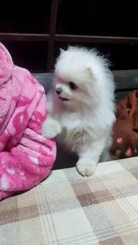 A fluffy white Pomeranian puppy sits on a checkered fabric surface, its front paws resting on the surface. To the left, a person wearing a pink and white patterned hooded jacket is partially visible. To the right, a brown blanket with heart-shaped patterns is visible. The puppy is looking towards the left, with its tongue slightly out. The background is dark, with a hint of a structure with horizontal bars. The video is brief, capturing the puppy's movement and interaction with its surroundings.