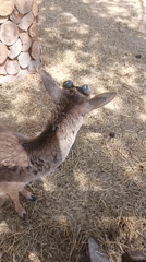 Visitors feed farm animals at Sevastopol petting zoo