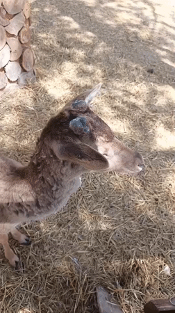 Visitors feed farm animals at Sevastopol petting zoo