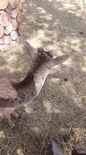Visitors feed farm animals at Sevastopol petting zoo