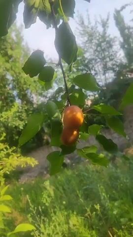 The video shows a close-up of a hand holding a halved apricot with its pit exposed. The background is blurred, showing green foliage and trees in sunlight, suggesting an outdoor, natural setting, likely a garden or orchard. The apricot appears to be ripe and juicy, with its flesh a vibrant orange-yellow. The pit is dark brown and slightly furry. The hand is lightly gripping the fruit, with the thumb and forefinger holding the two halves together. Sunlight filters through the leaves, creating a dappled effect on the fruit and hand.