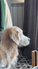 Golden retriever plays with blue toy in Tbilisi home