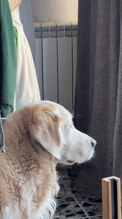Golden retriever plays with blue toy in Tbilisi home
