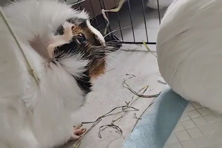 This video features a close-up of two guinea pigs. The guinea pig in the foreground is white with patches of brown and black fur on its face and body. Its eye is dark and alert, and its whiskers are long and white. It appears to be nibbling on a piece of hay, with some strands of hay clinging to its fur. The second guinea pig is in the background, also white with brown and black markings. It is mostly out of focus but appears to be facing the same direction as the guinea pig in the foreground. The guinea pigs are in an indoor enclosure, likely a cage, with a light-colored floor and some hay scattered around. The lighting suggests it is daytime. The overall mood is peaceful and natural, focusing on the simple actions of the animals. There is no visible text in the video.
