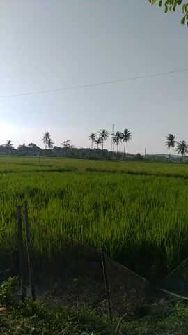A video capture of a lush green rice paddy under a clear, pale sky. A line of coconut trees stands tall in the distance, silhouetted against the horizon. In the foreground, a wire fence borders the field, and a few wooden posts are visible. The overall impression is one of a serene rural landscape, bathed in natural light.