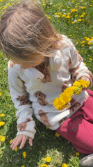 Children gather dandelion bouquets in Montenegro field