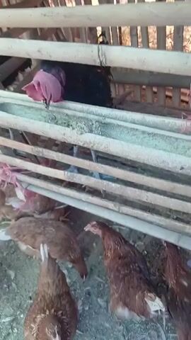A black chicken with a pink material wrapped around its head is eating from a trough in a coop. Several brown chickens are gathered around the trough, also eating. The coop appears to be made of bamboo.